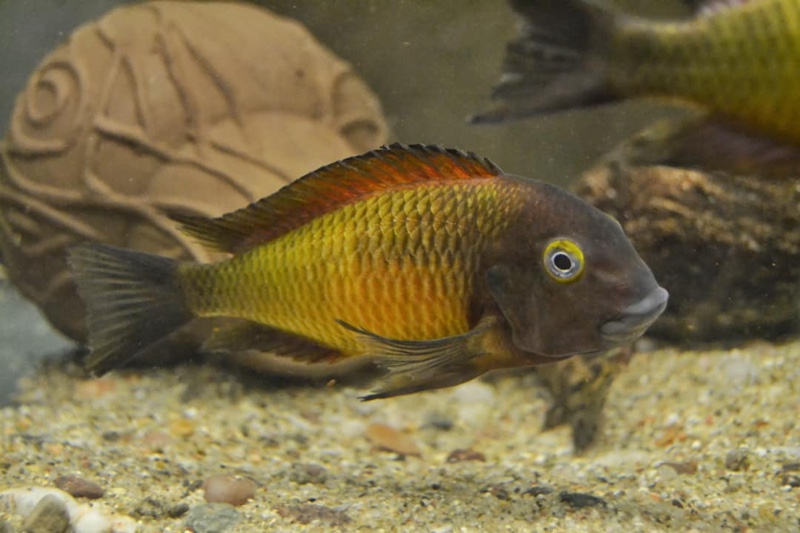 Tropheus Ilangi